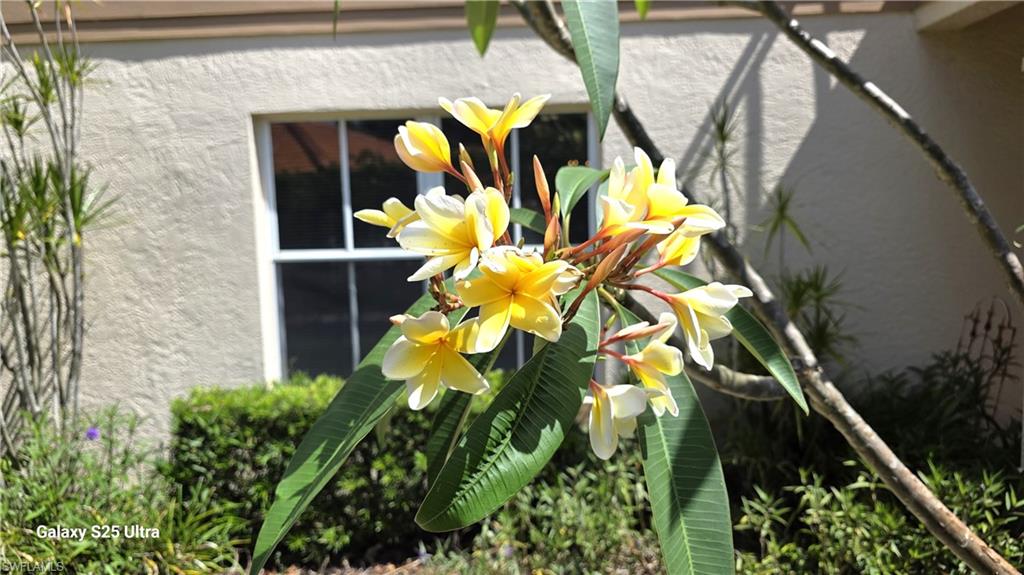 Fangipani trees are in bloom!