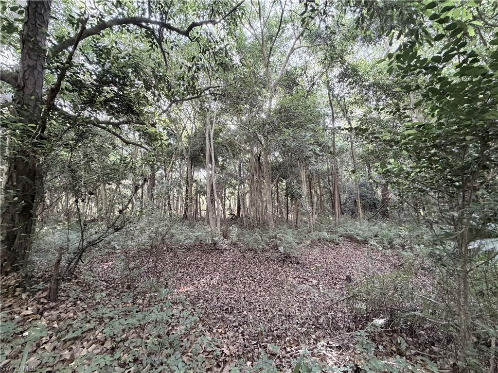 Dense woodland setting featuring a variety of mature trees and undergrowth