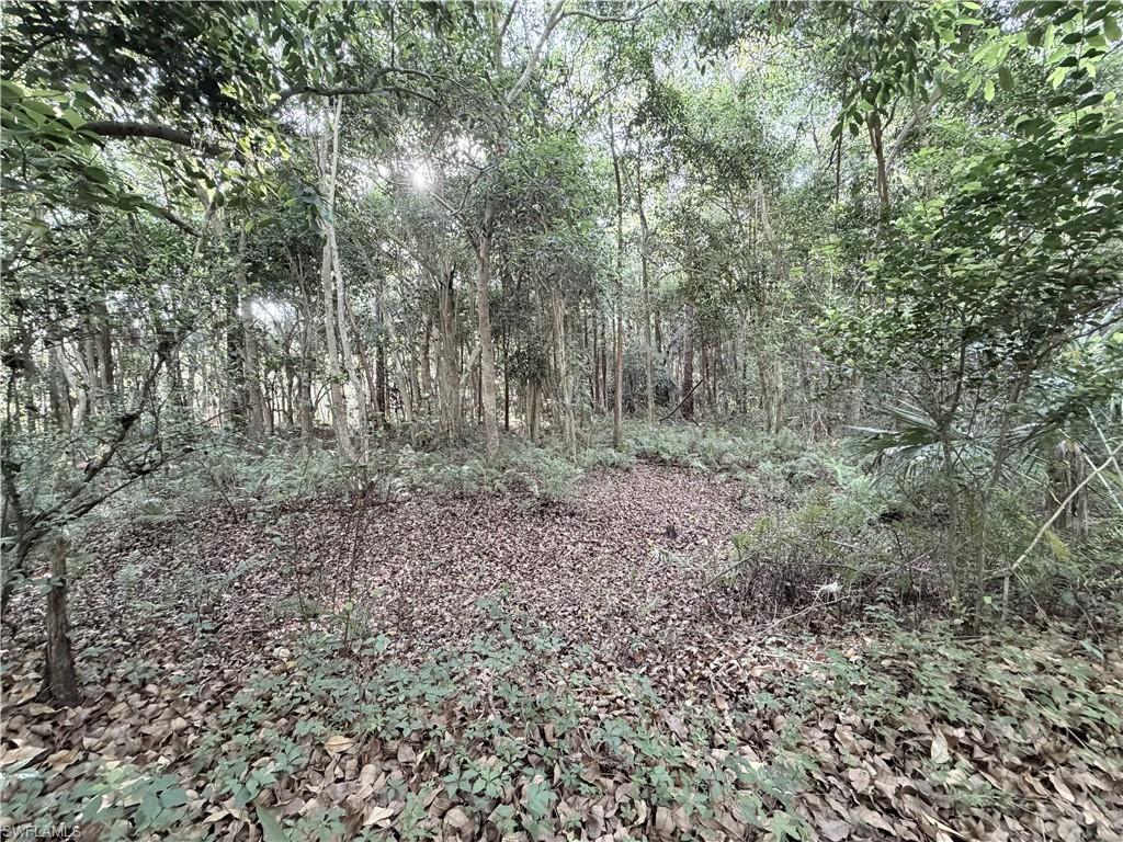 Wooded lot featuring mature trees and natural ground cover