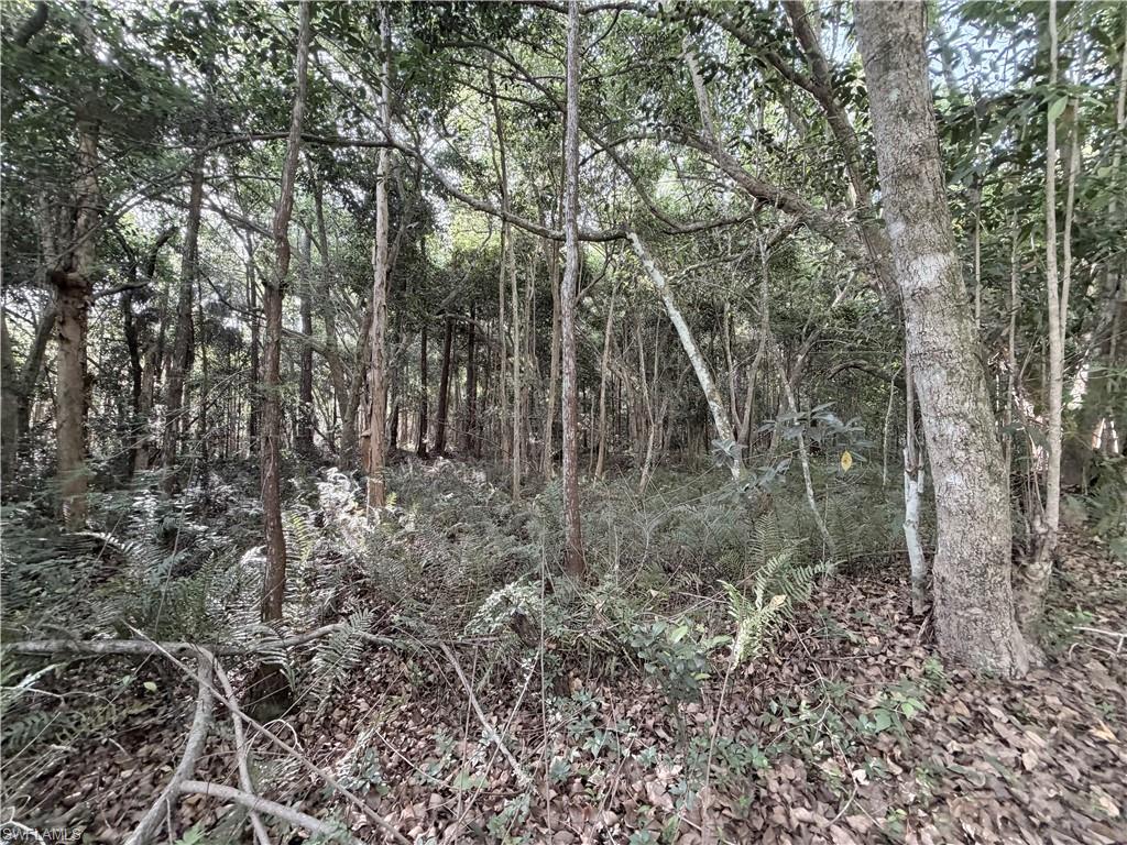 Wooded landscape featuring mature trees and undergrowth