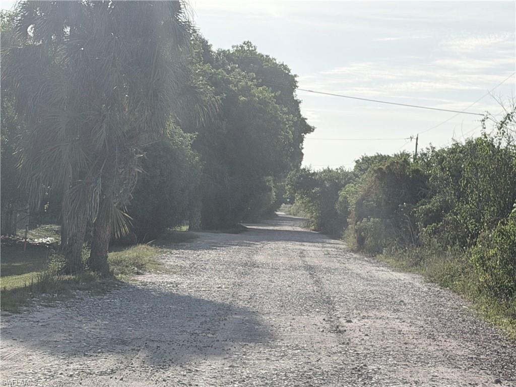 Gravel road bordered by lush foliage and mature palm trees