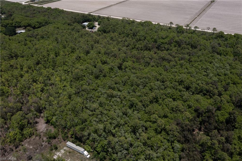 Expansive tree canopy defining a substantial land parcel