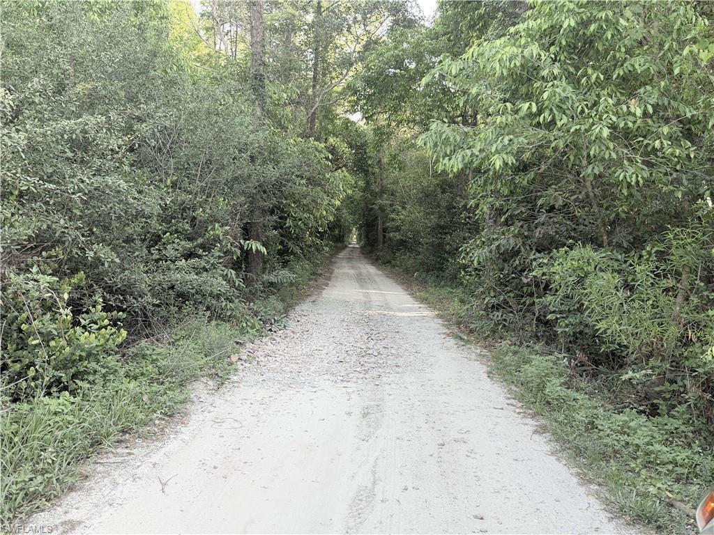 Gravel road surrounded by dense, mature foliage