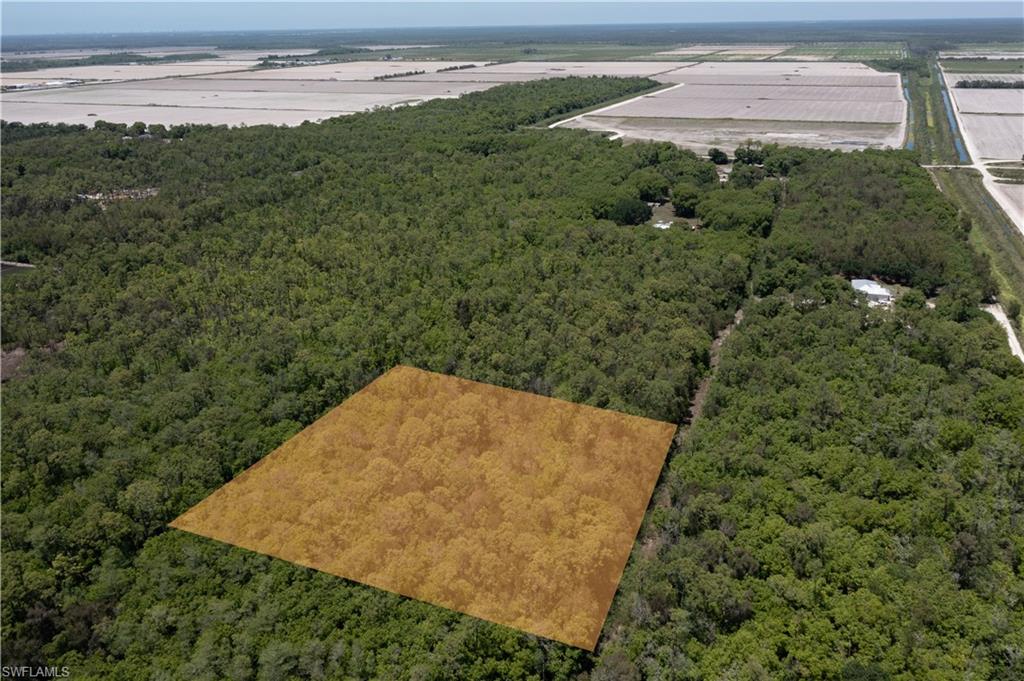 Expansive wooded acreage featuring dense tree cover