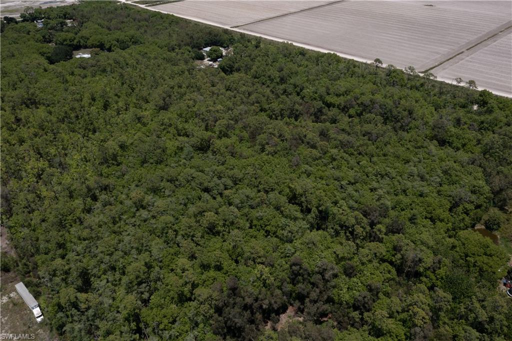 Expansive undeveloped parcel featuring dense tree coverage