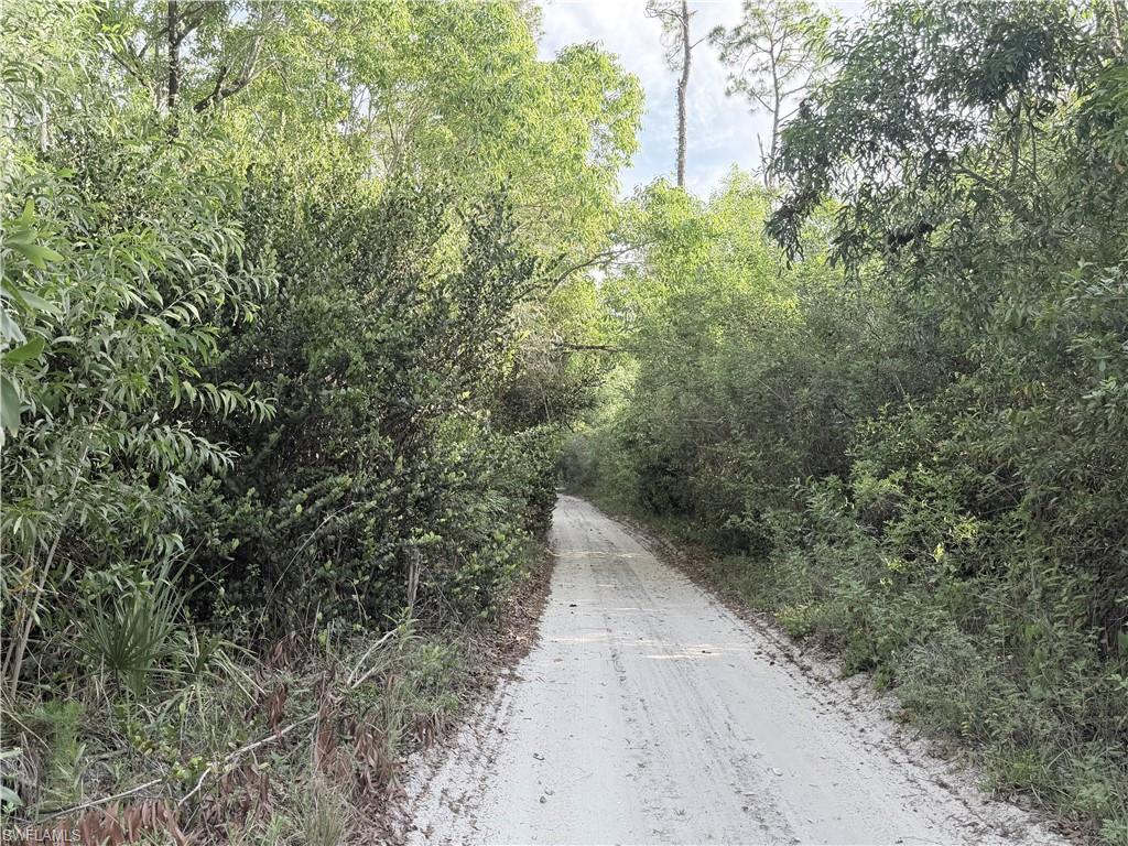 Expansive natural landscape featuring lush green foliage and mature trees
