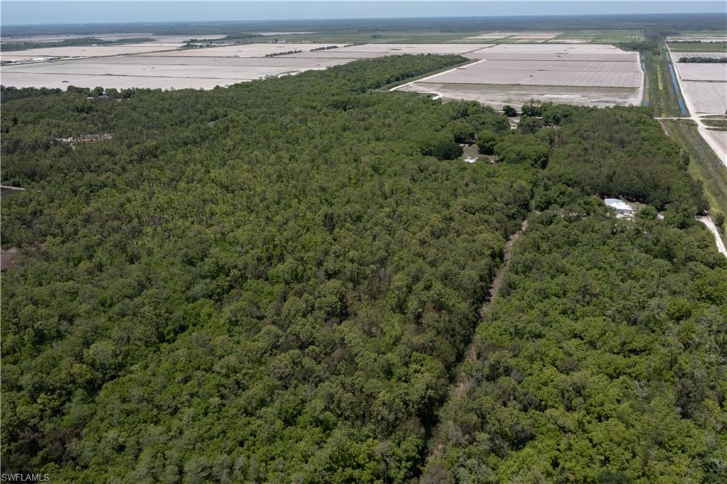 Expansive wooded acreage featuring dense tree cover and natural surroundings