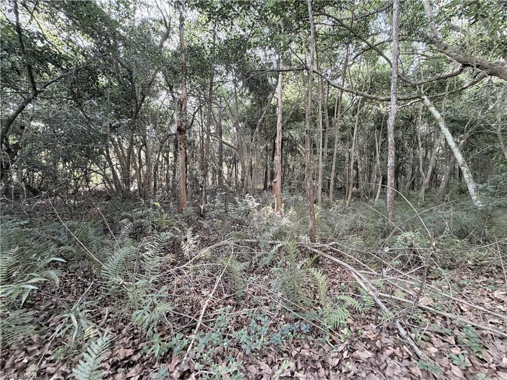 Wooded lot featuring a dense canopy, mature trees, and natural ground cover