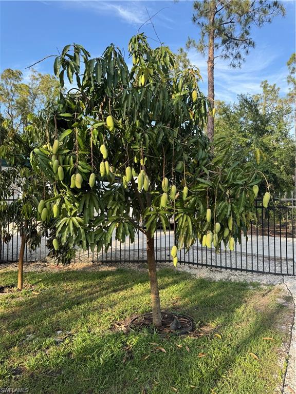 One of the many mango fruit trees in the property