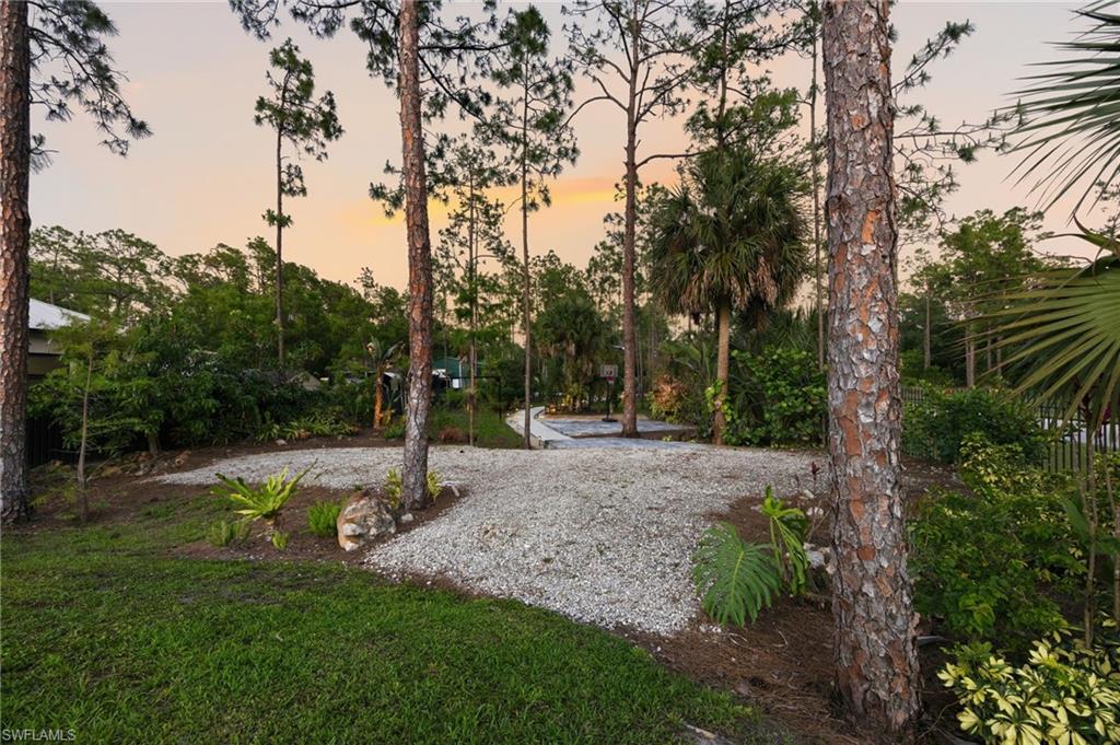 Expansive outdoor area featuring mature pine trees, varied tropical foliage, a gravel-covered surface, and a grassy perimeter
