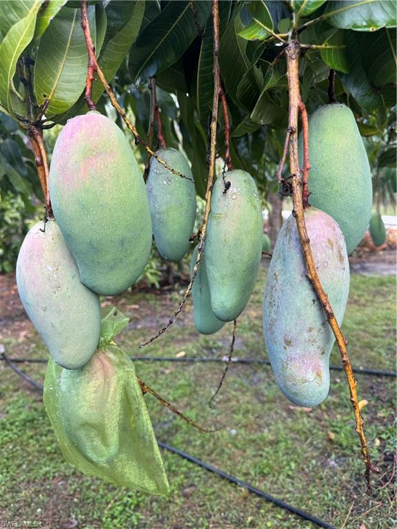 One of the many mango fruit trees in the property
