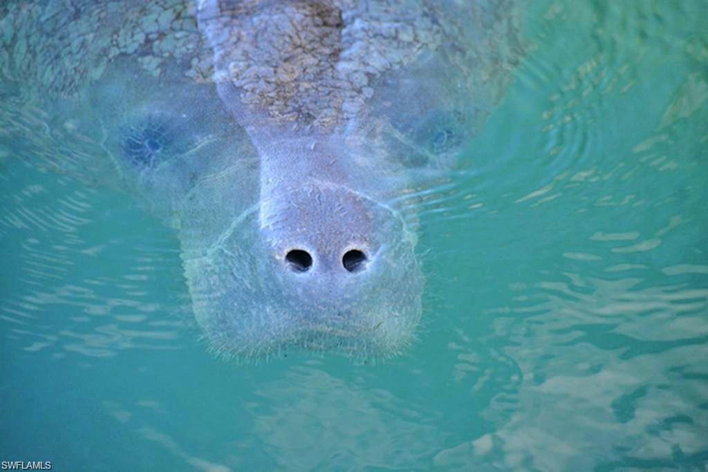 Neighboring Manatee on the Orange River