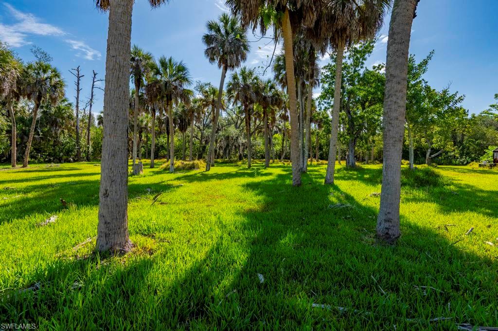Palms-Central Area