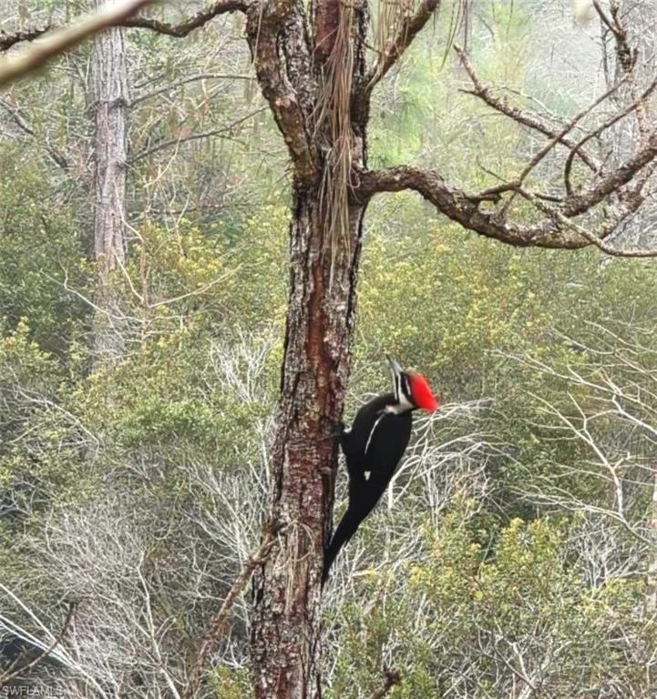 WOOD PECKER BEHIND HOME IN PRESERVE