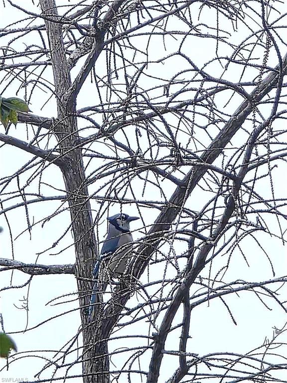BLUE JAY BEHIND HOME IN PRESERVE