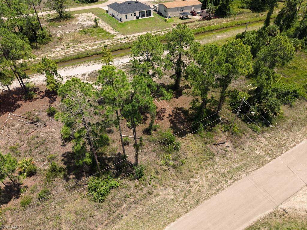 Vacant lot featuring mature pine trees and natural vegetation