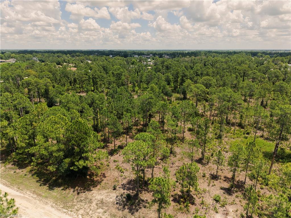 Expansive wooded lot featuring mature pine trees and natural ground cover