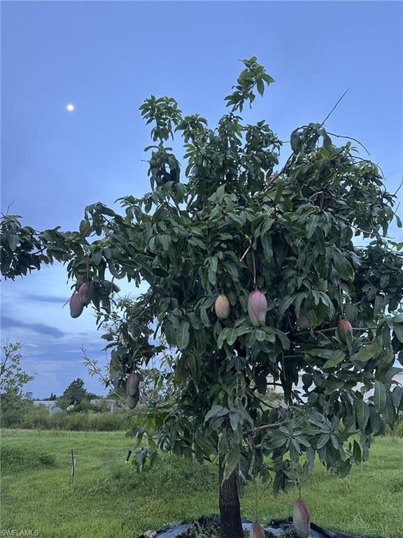and mango's