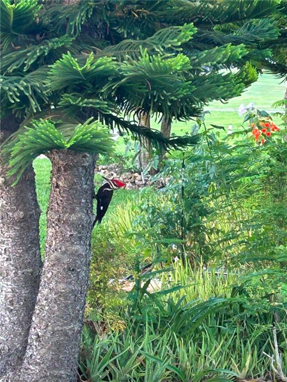 woodpecker everyday is a show. 2 of them