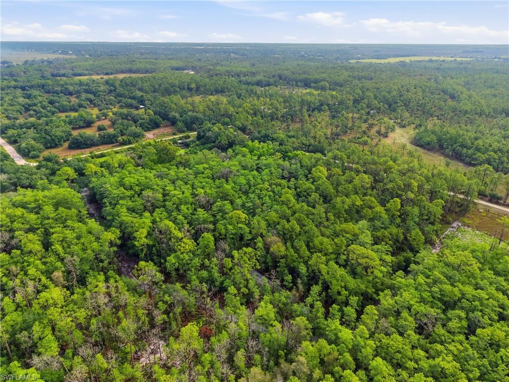 Expansive treed landscape featuring a mix of mature deciduous and evergreen trees, with a distant dirt road visible through the foliage