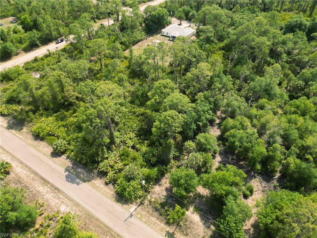 Drone / aerial view of a forest