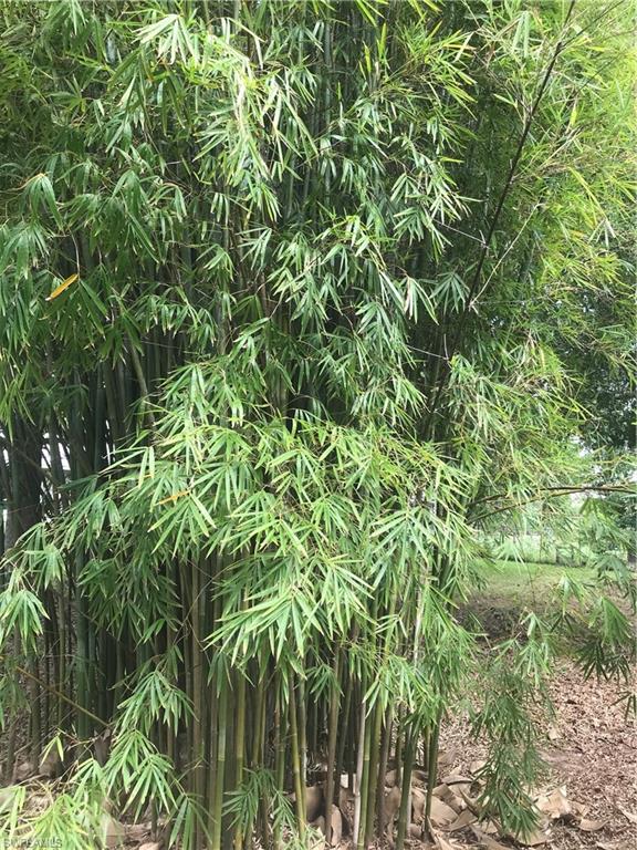 Bamboo in Backyard