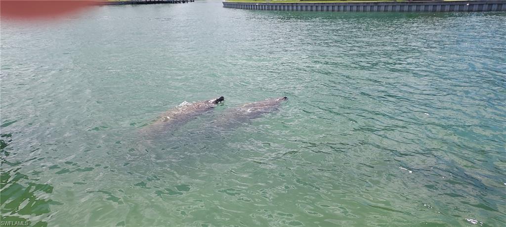 Dolphins at play in the pass at all times