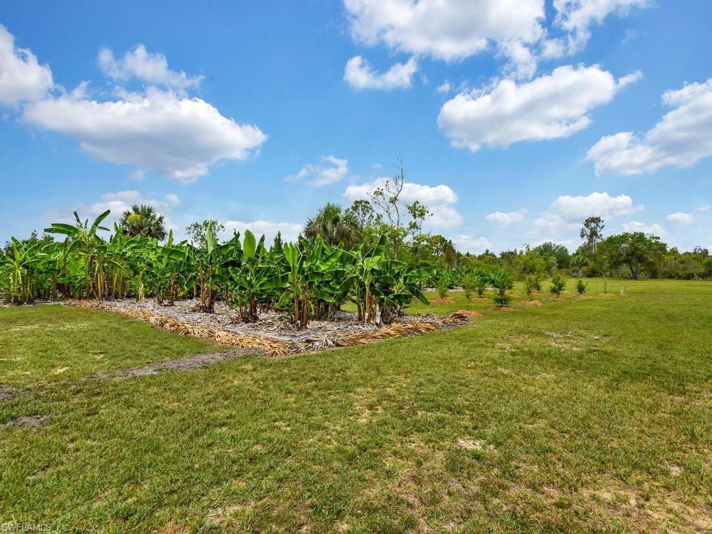 Banana Trees