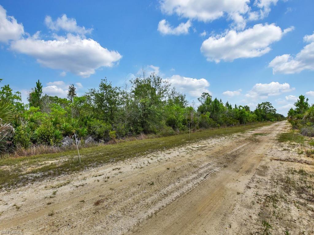 Trees Planted Along Road