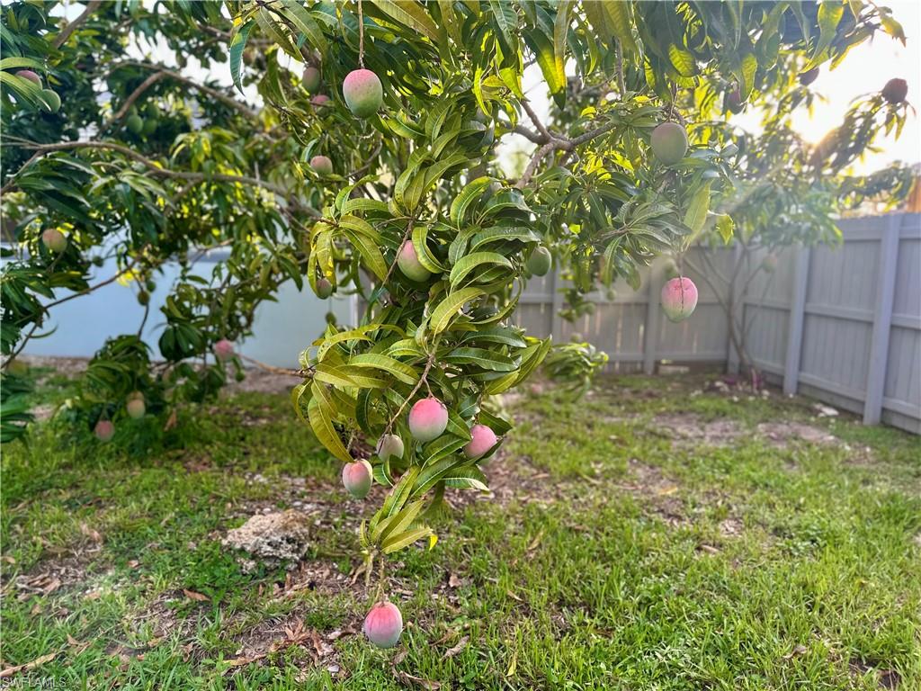 Mature fruit-bearing tree with visible fruit, set within a grassy area