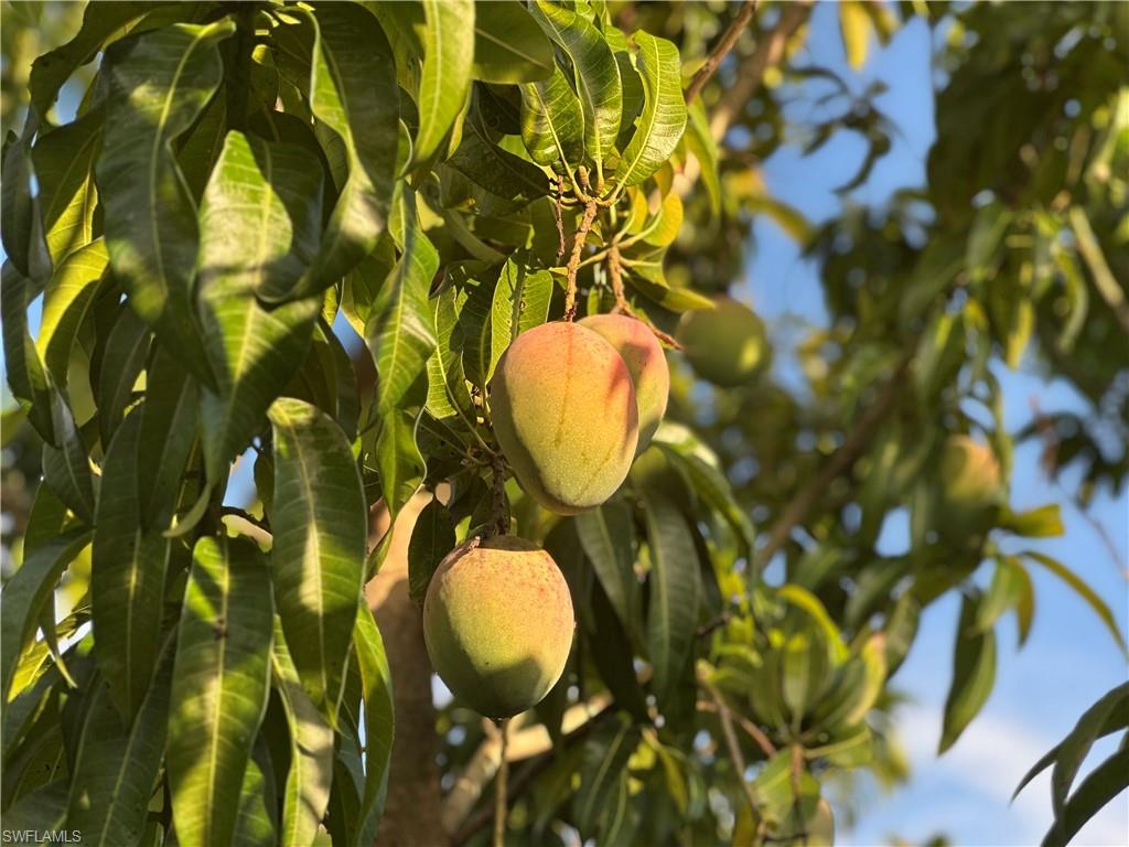 Tree featuring green foliage and multiple developing fruits