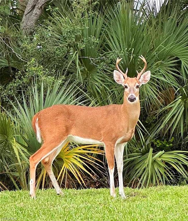 Wildlife