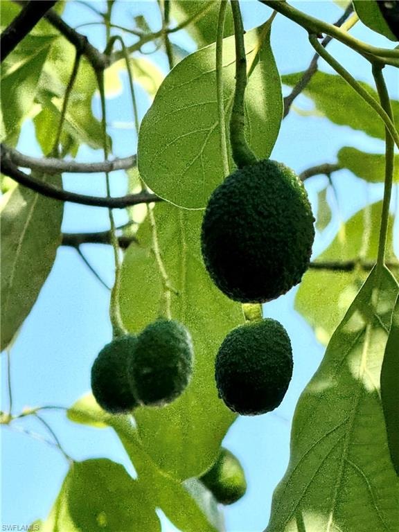 Hass Avocado