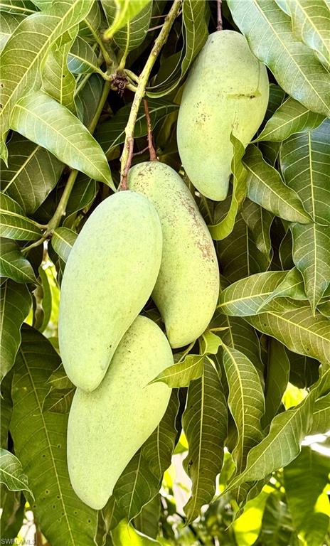 Nam Doc Mai mango