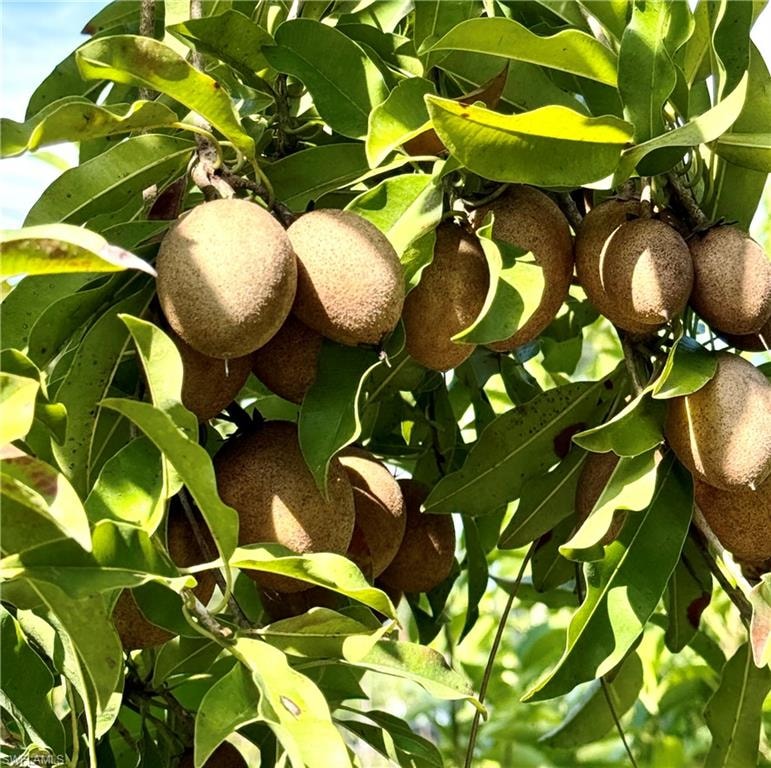 Sapodilla