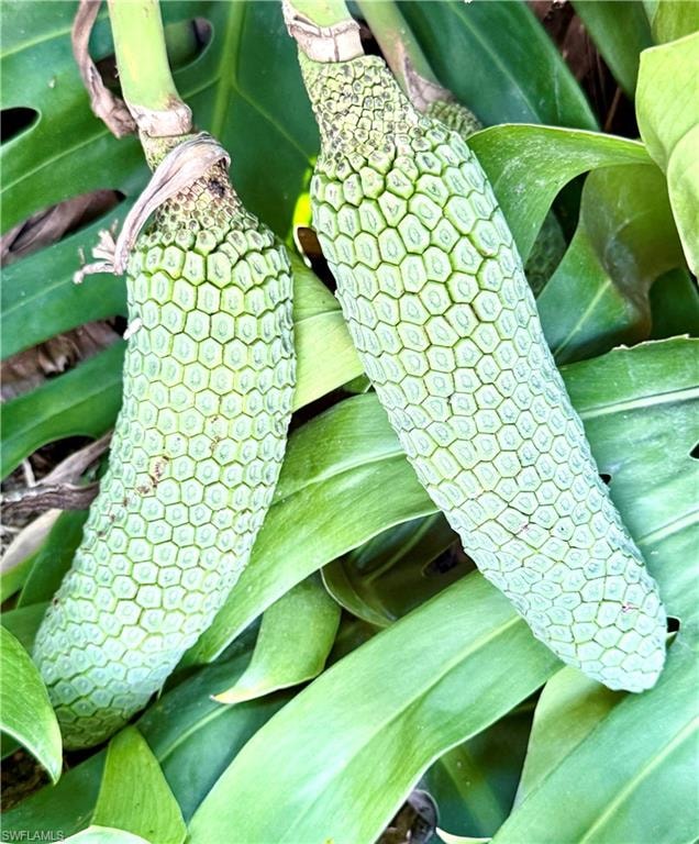 Monstera