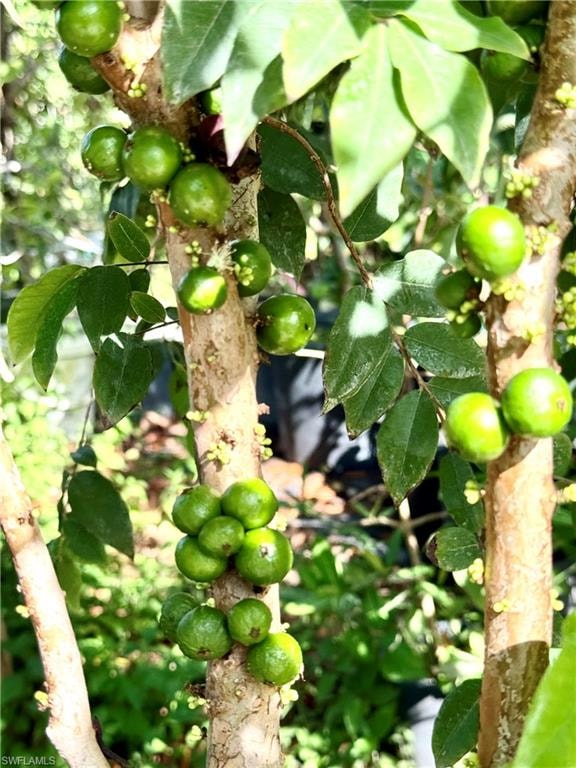Red Hybrid jaboticaba