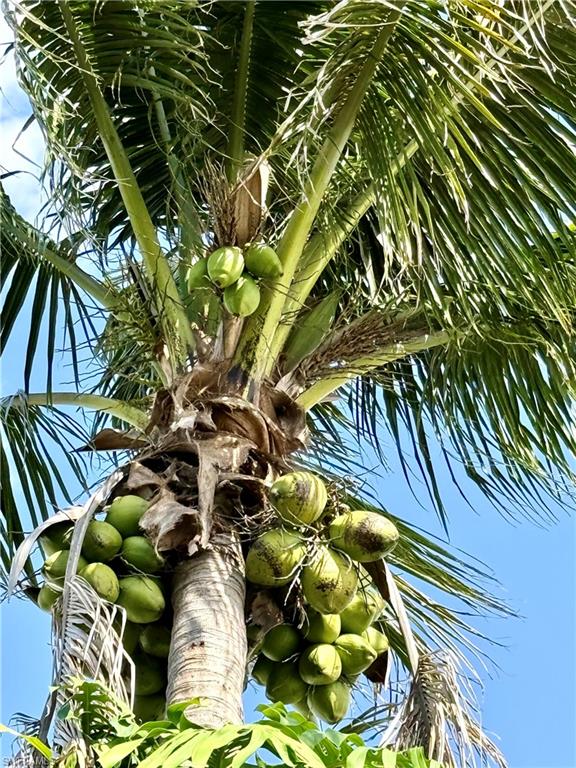 Coconut