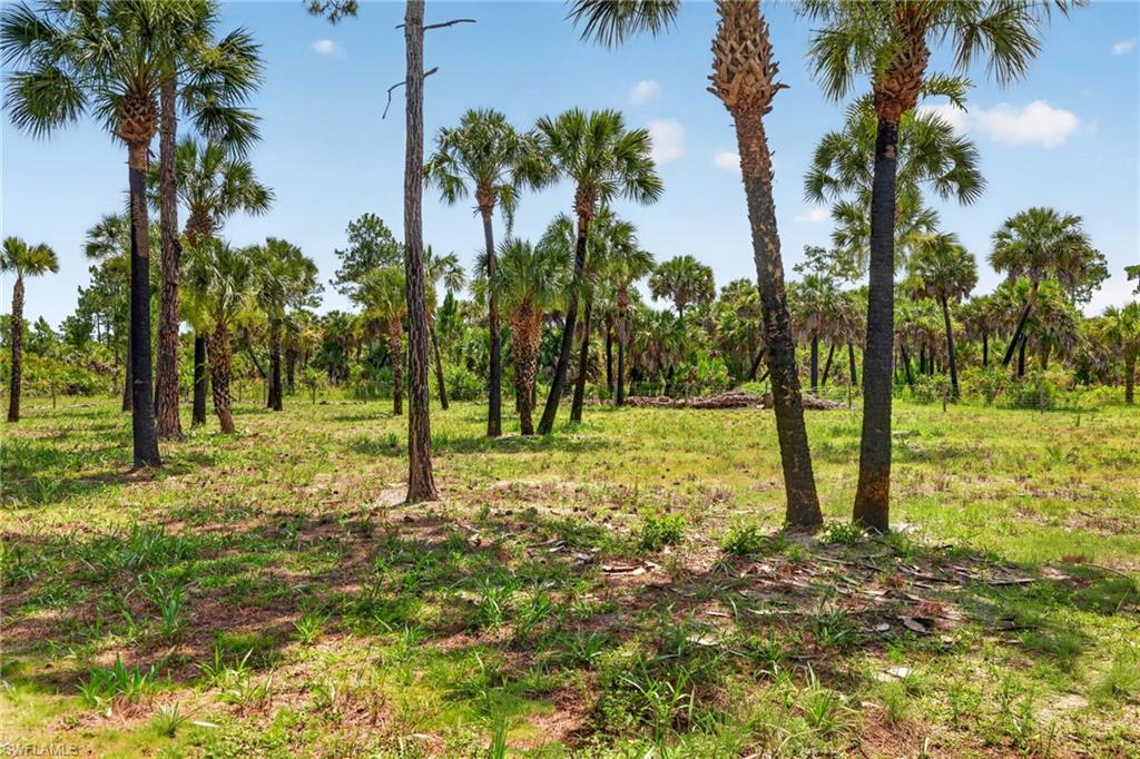 Expansive natural landscape with diverse flora including mature palm trees and green ground cover under a clear sky