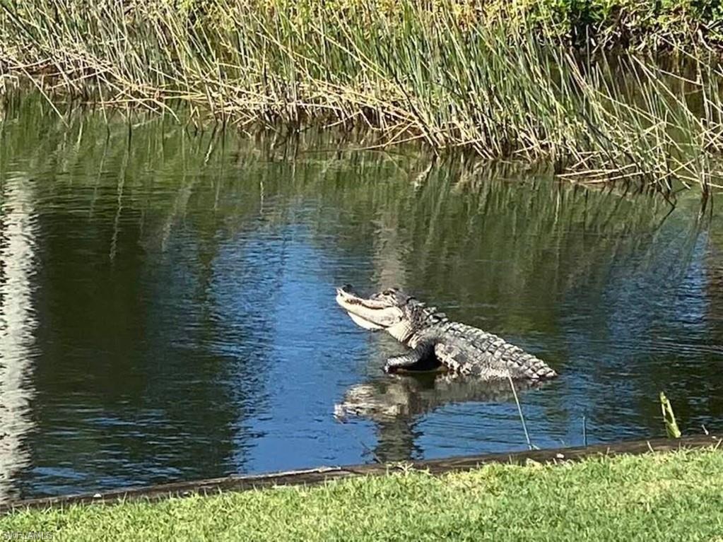 Wildlife
