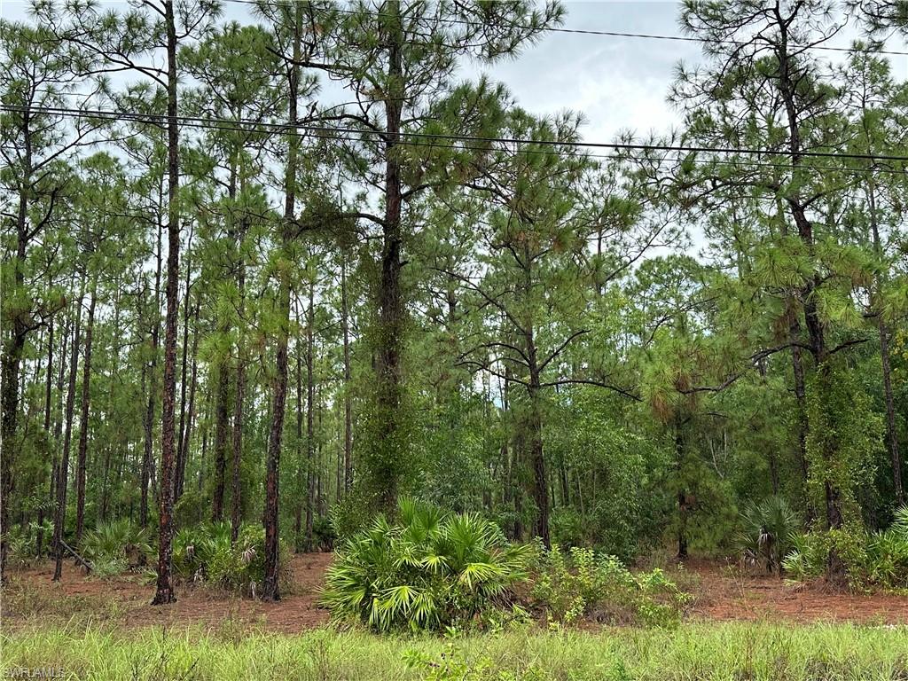 View of local wilderness
