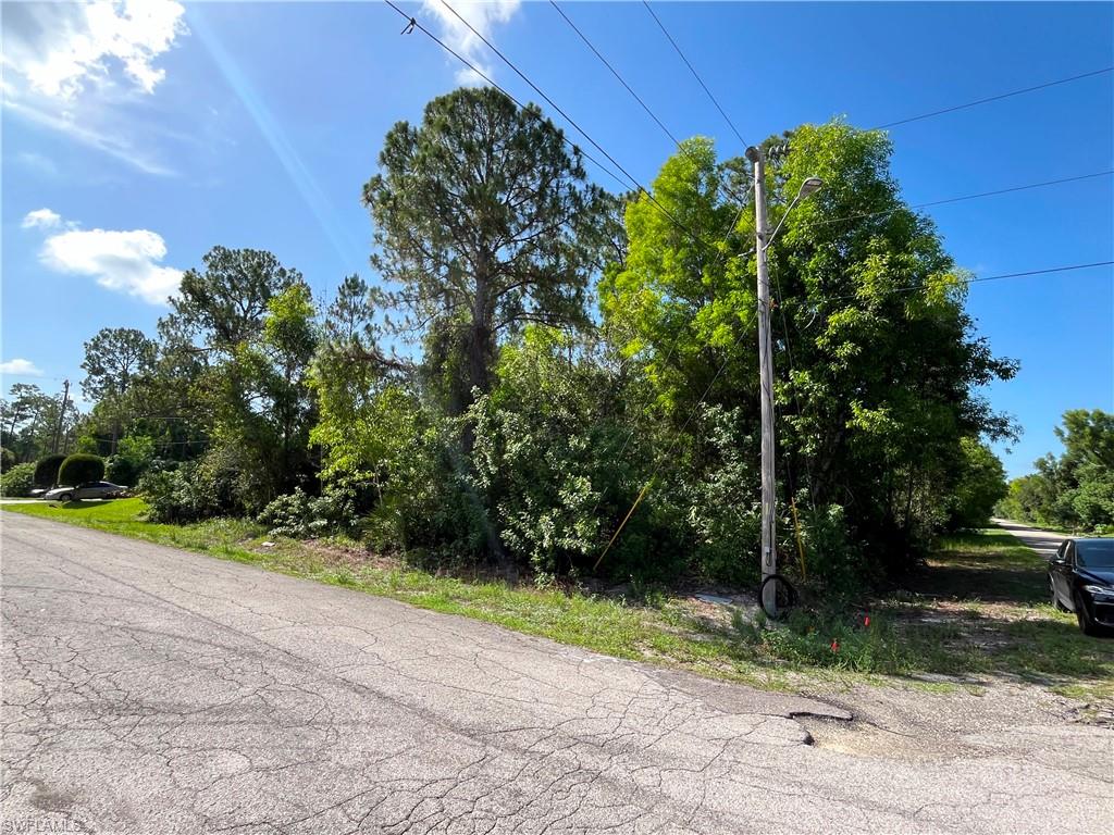 Land parcel featuring mature trees and abundant natural foliage