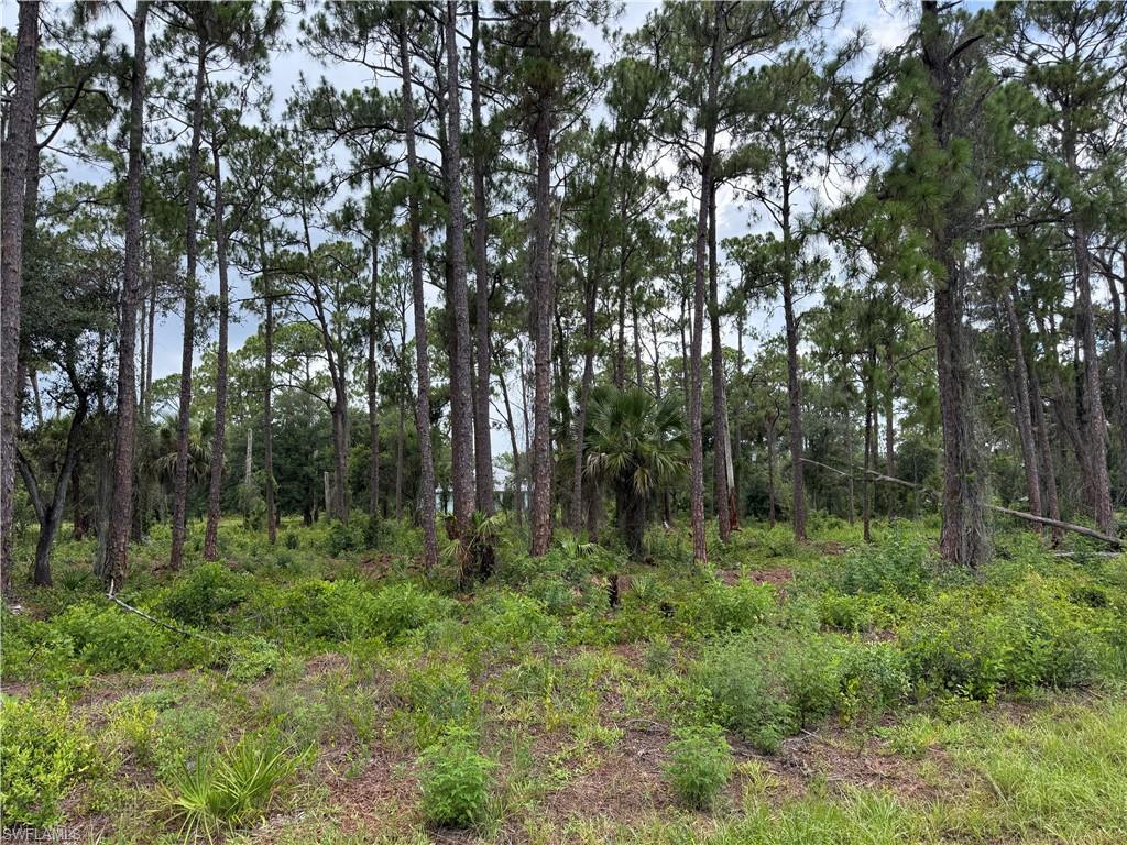 Wooded lot featuring mature pine trees and natural vegetation
