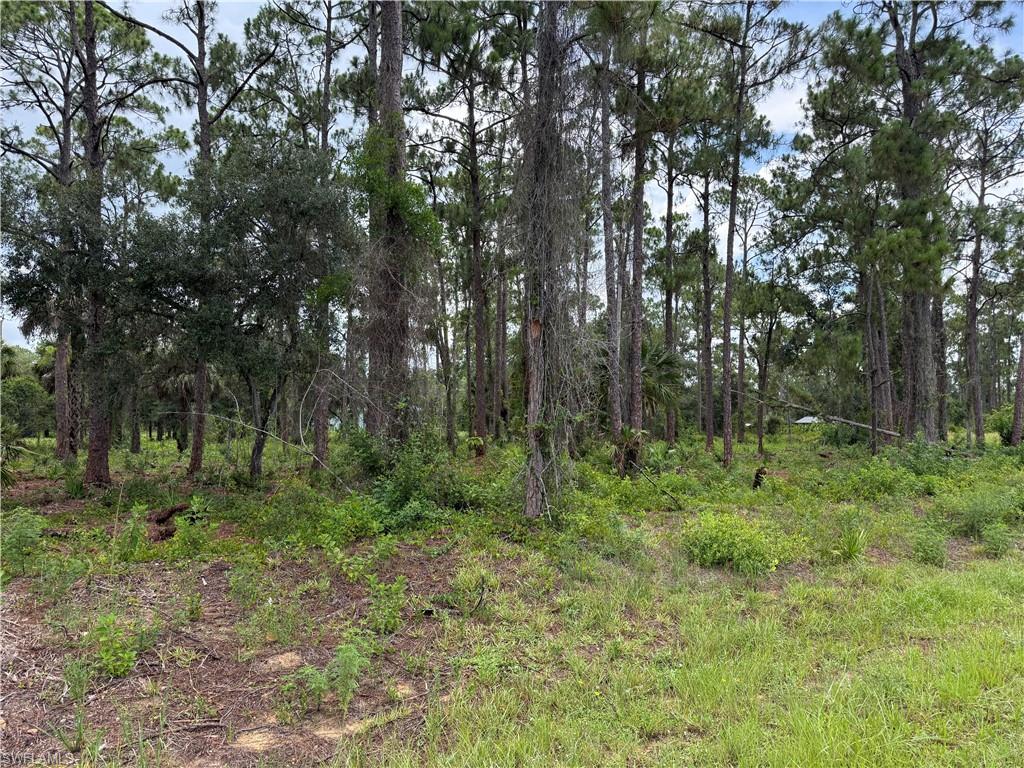 Expansive wooded lot featuring mature pine trees and lush undergrowth