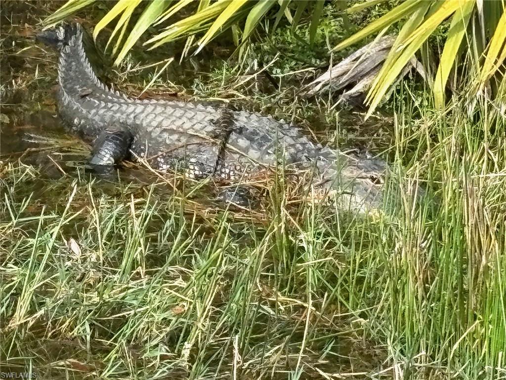 Mama gator