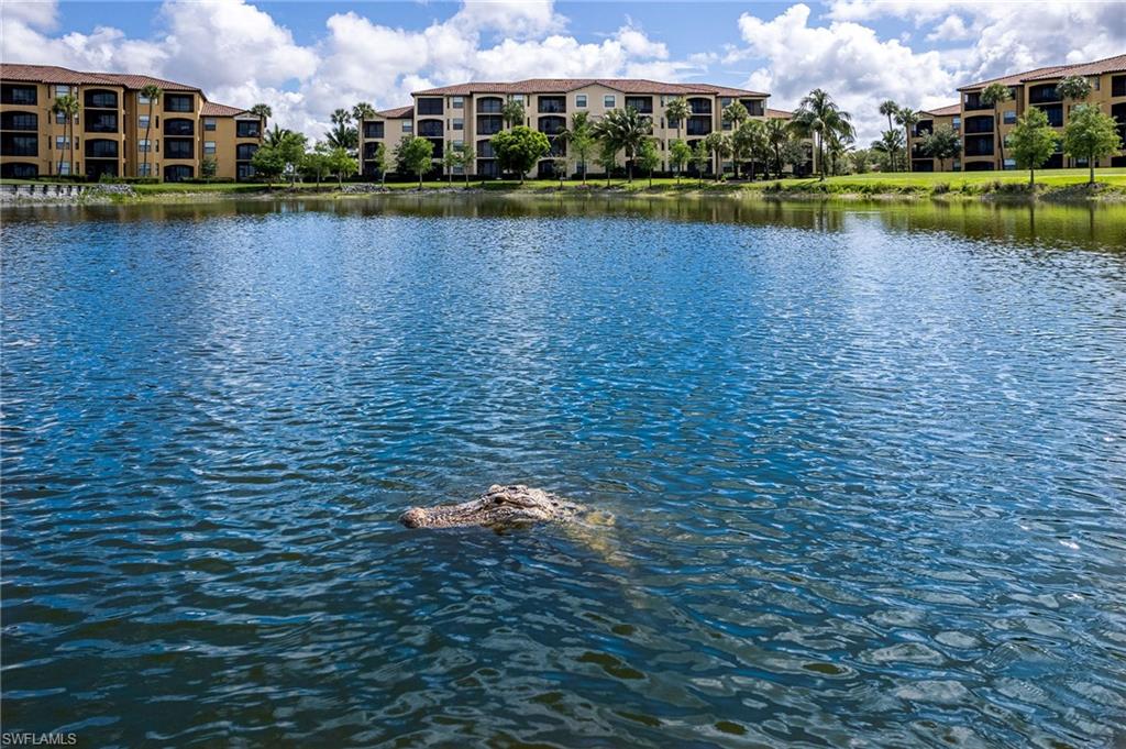 Community lake with florida alligator