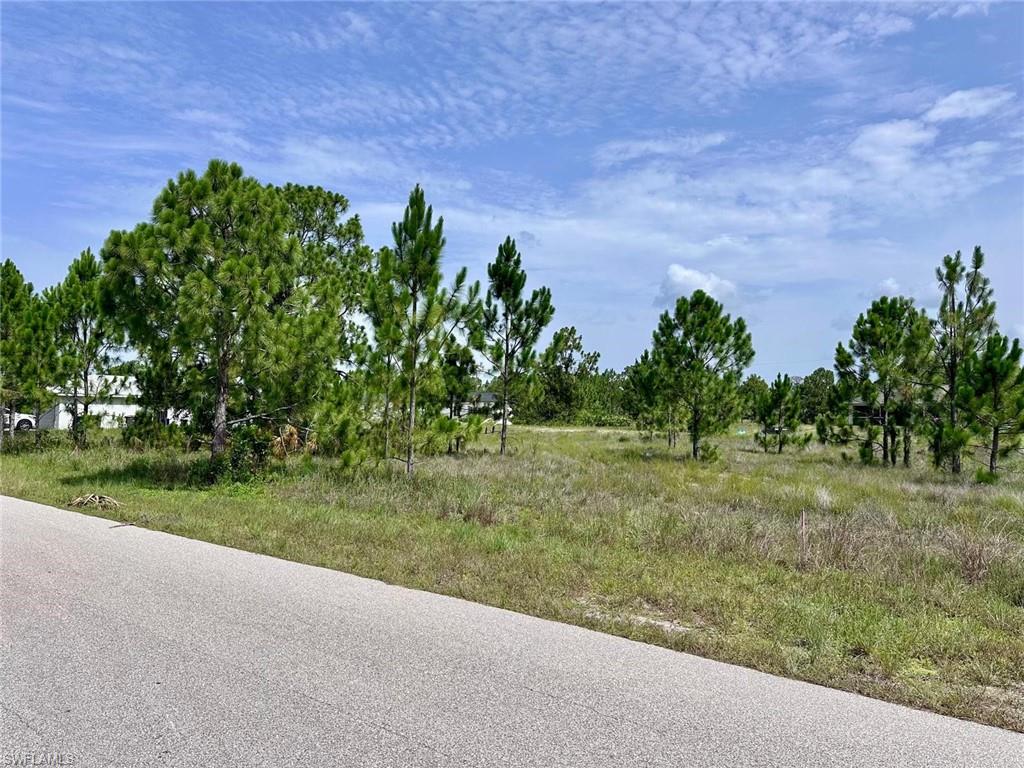 Expansive undeveloped lot featuring mature pine trees and natural vegetation