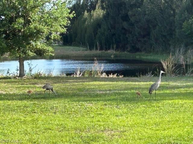 Sandhill crane family live at the lake