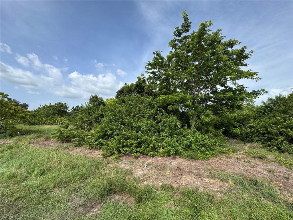 Expansive lot featuring a variety of mature trees and natural landscaping