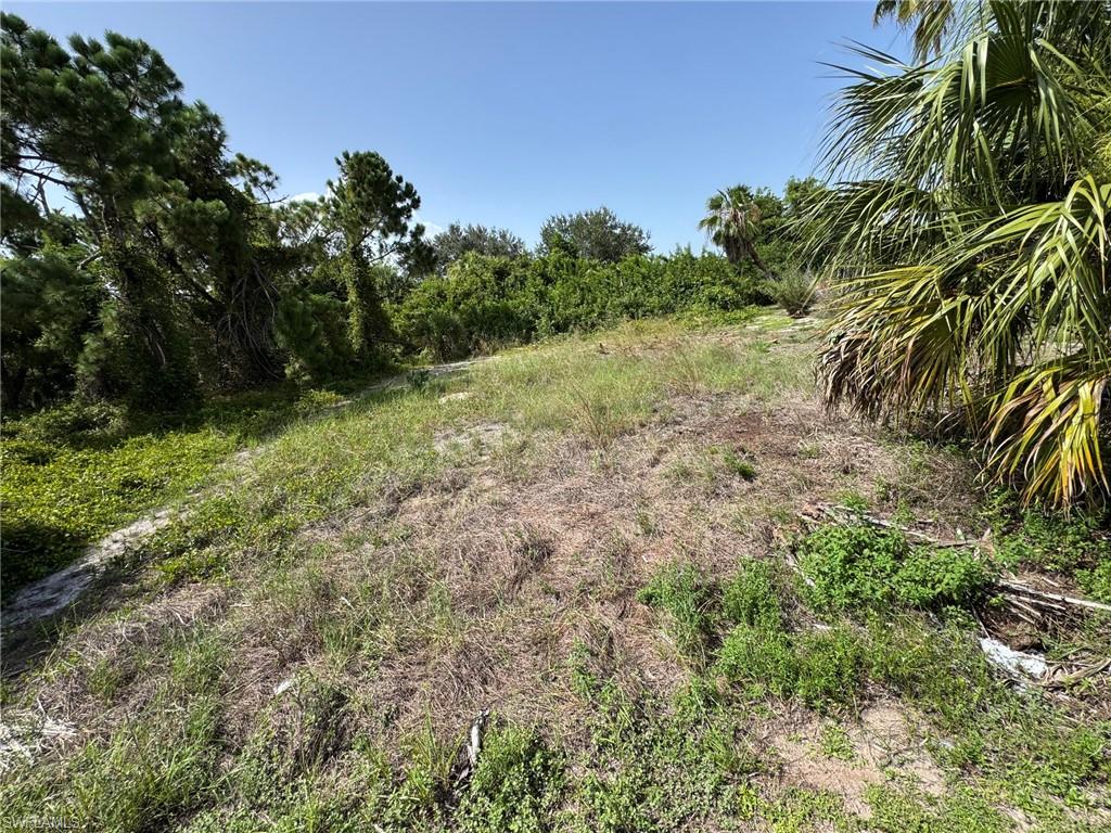 Expansive lot featuring a natural landscape with varied foliage, including pine trees and palm fronds